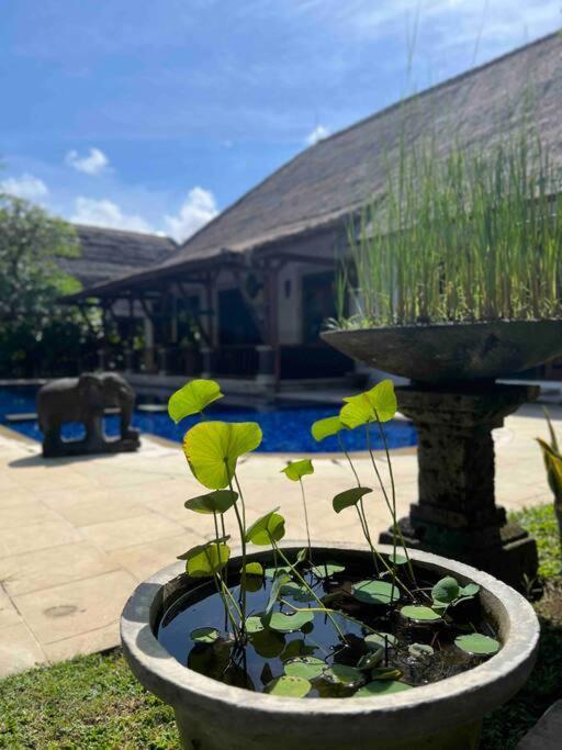 Bali Berg Villa, Sanur エクステリア 写真